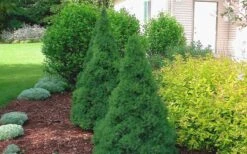 Dwarf Alberta Spruce - 1 Gallon Pot 12 Dwarf Alberta Spruce - 1 Gallon Pot -Green Haven Sales Spruce Dwarf Alberta 2
