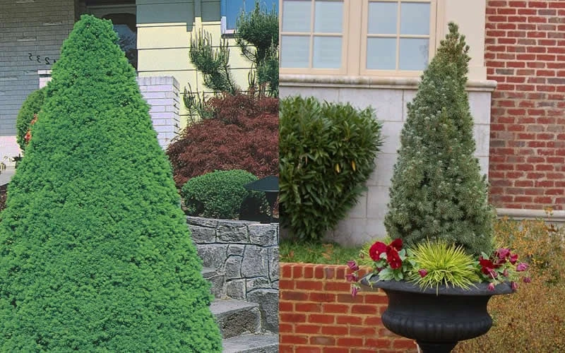 Dwarf Alberta Spruce - 1 Gallon Pot 5 Dwarf Alberta Spruce - 1 Gallon Pot - Image 5