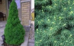 Dwarf Alberta Spruce - 1 Gallon Pot 10 Dwarf Alberta Spruce - 1 Gallon Pot -Green Haven Sales Spruce Dwarf Alberta 4