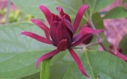 Sweetshrub - Calycanthus Floridus - 3 Gallon Pot -Green Haven Sales Sweet Shrub