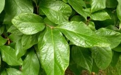Sweetshrub - Calycanthus Floridus - 3 Gallon Pot -Green Haven Sales Sweetshrub Leaves