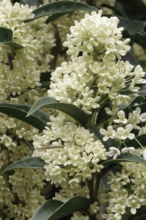 Fudingzhu Fragrant White Tea Olive (Osmanthus Fragrans) - 1 Gallon Pot 1 Fudingzhu Fragrant White Tea Olive (Osmanthus Fragrans) - 1 Gallon Pot