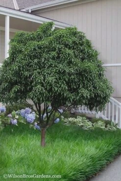 Fudingzhu Fragrant White Tea Olive (Osmanthus Fragrans) - 3 Gallon Pot 8 Fudingzhu Fragrant White Tea Olive (Osmanthus Fragrans) - 3 Gallon Pot -Green Haven Sales Tea Olive Fudingzhu 6 1