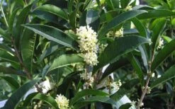 Fudingzhu Fragrant White Tea Olive (Osmanthus Fragrans) - 1 Gallon Pot 9 Fudingzhu Fragrant White Tea Olive (Osmanthus Fragrans) - 1 Gallon Pot -Green Haven Sales Tea Olive Fudingzhu 7