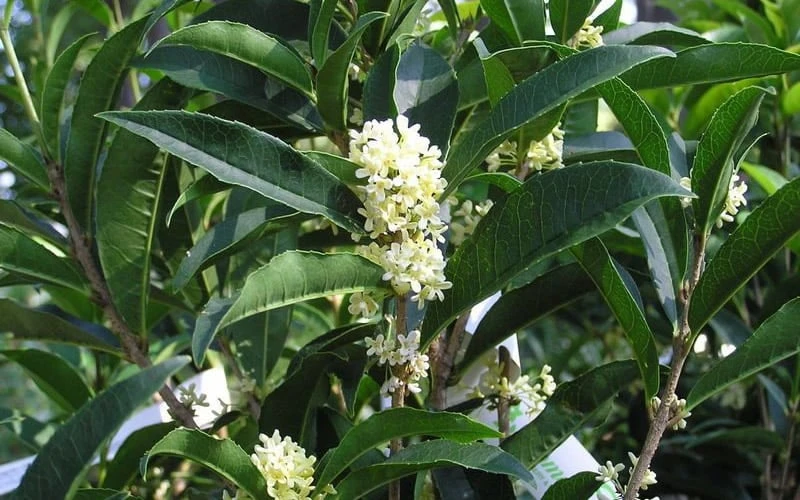 Fudingzhu Fragrant White Tea Olive (Osmanthus Fragrans) - 1 Gallon Pot 5 Fudingzhu Fragrant White Tea Olive (Osmanthus Fragrans) - 1 Gallon Pot - Image 5