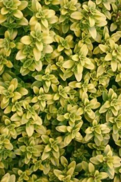 Archers Gold Lemon Thyme - Thymus Citriodorus - 5 Pack Of Pint Pots -Green Haven Sales Thyme Archers Gold Rev 500x750 1