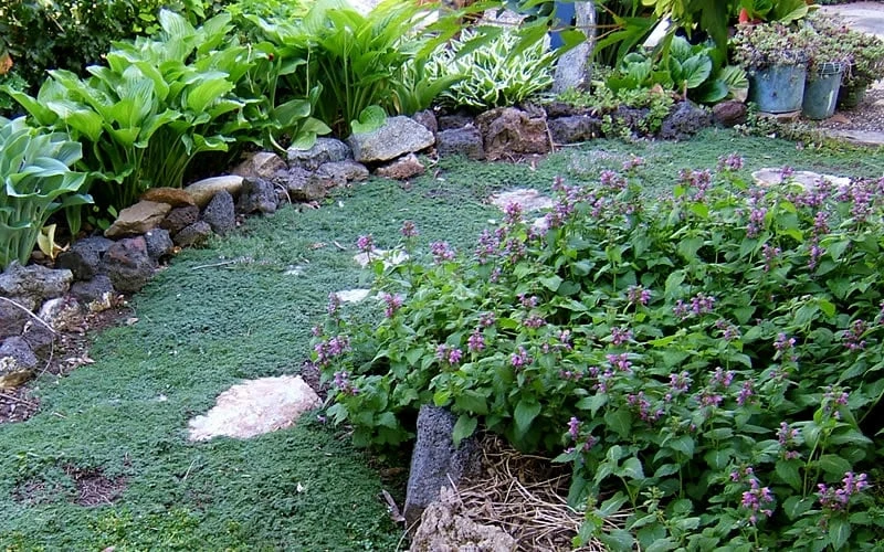 Elfin Creeping Thyme - Thymus Serpyllum Elfin - 18 Pack Of 3.5" Pint Pots 4 Elfin Creeping Thyme - Thymus Serpyllum Elfin - 18 Pack Of 3.5" Pint Pots - Image 4