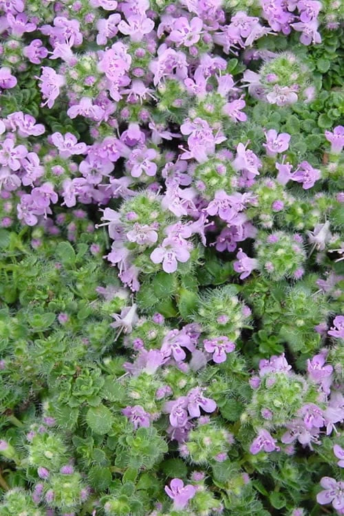 Elfin Creeping Thyme - Thymus Serpyllum Elfin - 18 Pack Of 3.5" Pint Pots 6 Elfin Creeping Thyme - Thymus Serpyllum Elfin - 18 Pack Of 3.5" Pint Pots - Image 6