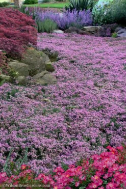Pink Chintz Thyme - Thymus Serpyllum - 5 Pack Of Quart Pots -Green Haven Sales Thyme Pink Chintz 10 2