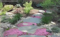 Pink Chintz Thyme - Thymus Serpyllum - 5 Pack Of Quart Pots -Green Haven Sales Thyme Pink Chintz 8 2