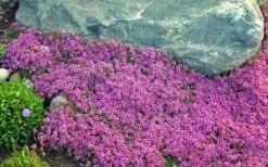 Red Creeping Thyme (Thymus Praecox 'Coccineus') - 5 Pack Of Quart Pots -Green Haven Sales Thyme Red Creeping 10