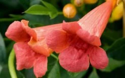 Madame Galen Trumpet Vine (Campsis) - 1 Gallon Pot -Green Haven Sales Trumpet Vine Madame Galen Flowers