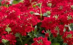 EnduraScape Red Verbena - 5 Pack Of Quart Pots -Green Haven Sales Verbena EnduraScape Red
