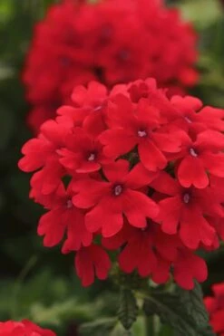 EnduraScape Red Verbena - 5 Pack Of Quart Pots -Green Haven Sales Verbena EnduraScape Red 7