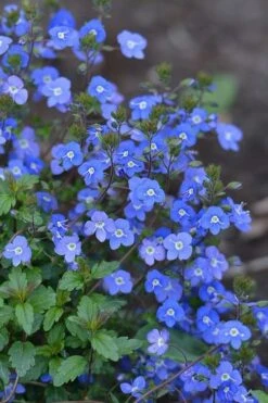 Georgia Blue Veronica Umbrosa - 6 Pack Of 1 Gallon Pots -Green Haven Sales Veronica Georgia Blue 500x750 1