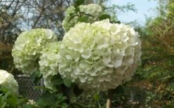 Chinese Snowball Viburnum Bush - 1 Gallon Pot 12 Chinese Snowball Viburnum Bush - 1 Gallon Pot -Green Haven Sales Viburnum Chinese Snowball Bloom Green