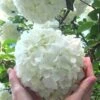 Chinese Snowball Viburnum Bush - 1 Gallon Pot