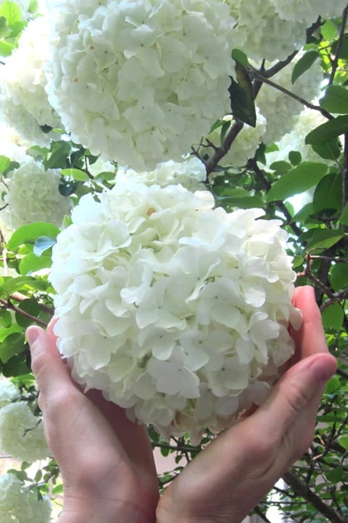 Chinese Snowball Viburnum Bush - 1 Gallon Pot 1 Chinese Snowball Viburnum Bush - 1 Gallon Pot