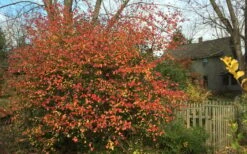 Fragrant Mohawk Viburnum Burkwoodi - 3 Gallon Pot -Green Haven Sales Viburnum Mohawk 10
