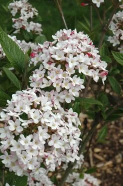 Fragrant Mohawk Viburnum Burkwoodi - 3 Gallon Pot -Green Haven Sales Viburnum Mohawk 4