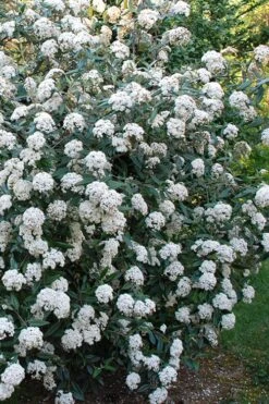 Fragrant Mohawk Viburnum Burkwoodi - 3 Gallon Pot -Green Haven Sales Viburnum Mohawk 5