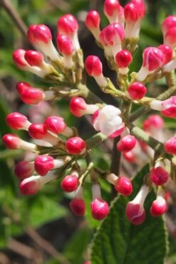 Fragrant Mohawk Viburnum Burkwoodi - 3 Gallon Pot -Green Haven Sales Viburnum Mohawk 6