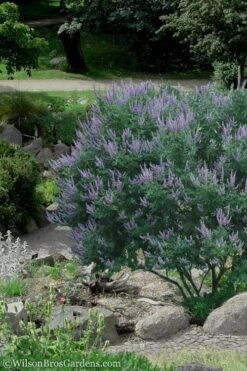 Shoal Creek Chaste Tree (Vitex) - 5 Gallon Pot -Green Haven Sales Vitex Shoal Creek 17