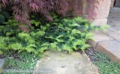 Creeping Japanese Plum Yew (Cephalotaxus Harringtonia 'Prostrata') - 1 Gallon Pot -Green Haven Sales Yew Creeping 2 50