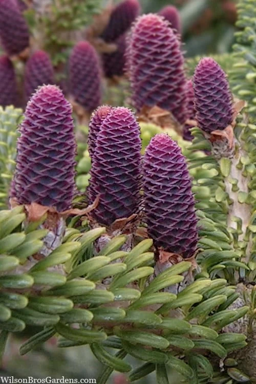 Horstmann's Silberlocke Korean Fir - 5 Gallon Pot 5 Horstmann's Silberlocke Korean Fir - 5 Gallon Pot - Image 5