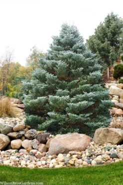 Horstmann's Silberlocke Korean Fir - 5 Gallon Pot 12 Horstmann's Silberlocke Korean Fir - 5 Gallon Pot -Green Haven Sales abies koreana hortmanns silberlocke korean fir 6