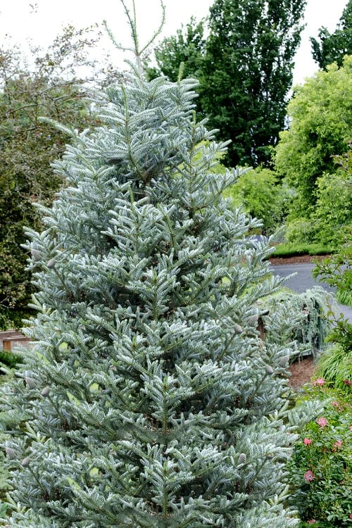 Horstmann's Silberlocke Korean Fir - 5 Gallon Pot 1 Horstmann's Silberlocke Korean Fir - 5 Gallon Pot