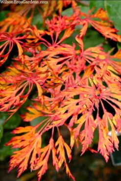 Fairy Lights Full Moon Japanese Maple - 3 Gallon Pot 9 Fairy Lights Full Moon Japanese Maple - 3 Gallon Pot -Green Haven Sales acer japonicum fairy lights full moon maple 3