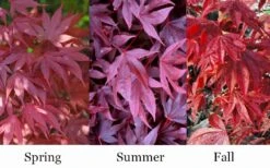 Adrian's Compact Japanese Maple - 5 Gallon Pot -Green Haven Sales acer palmatum adrians compact japanese maple 12