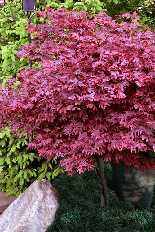 Green Haven Sales -Green Haven Sales acer palmatum adrians compact japanese maple 13