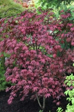 Amagi Shigure Japanese Maple - 3 Gallon Pot -Green Haven Sales acer palmatum amagi shigure japanese maple 1
