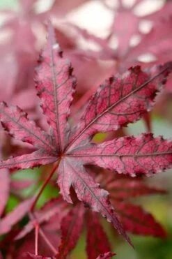 Amagi Shigure Japanese Maple - 3 Gallon Pot -Green Haven Sales acer palmatum amagi shigure japanese maple 2