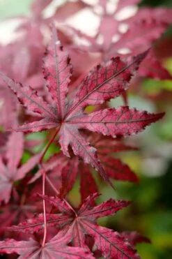 Amagi Shigure Japanese Maple - 3 Gallon Pot -Green Haven Sales acer palmatum amagi shigure japanese maple 3