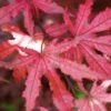 Amagi Shigure Japanese Maple - 3 Gallon Pot