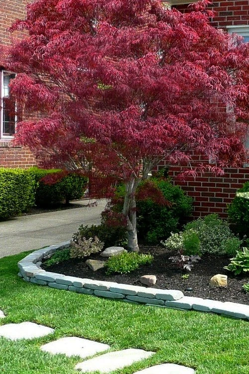 Ribbon Leaf Japanese Maple (Acer Palmatum 'Atrolineare') - 3 Gallon Pot 1 Ribbon Leaf Japanese Maple (Acer Palmatum 'Atrolineare') - 3 Gallon Pot