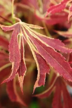 'Beni Shi En' Purple Smoke Japanese Maple - 3 Gallon Pot -Green Haven Sales acer palmatum beni shi en japanese maple tree 15