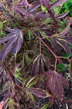 'Beni Shi En' Purple Smoke Japanese Maple - 3 Gallon Pot -Green Haven Sales acer palmatum beni shi en japanese maple tree 20