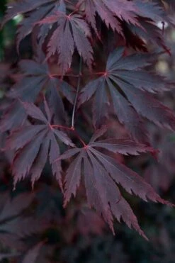 Black Lace Japanese Maple - 6 Gallon Pot 14 Black Lace Japanese Maple - 6 Gallon Pot -Green Haven Sales acer palmatum black lace japanese maple 1