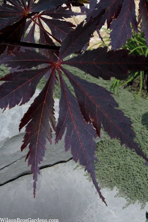 Black Lace Japanese Maple - 6 Gallon Pot 4 Black Lace Japanese Maple - 6 Gallon Pot - Image 4