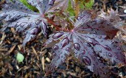 Black Lace Japanese Maple - 6 Gallon Pot 15 Black Lace Japanese Maple - 6 Gallon Pot -Green Haven Sales acer palmatum black lace japanese maple 4