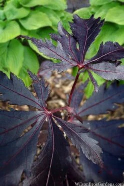 Black Lace Japanese Maple - 6 Gallon Pot 19 Black Lace Japanese Maple - 6 Gallon Pot -Green Haven Sales acer palmatum black lace japanese maple 5