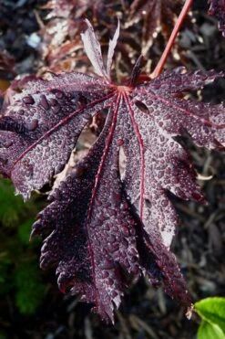Black Lace Japanese Maple - 6 Gallon Pot 18 Black Lace Japanese Maple - 6 Gallon Pot -Green Haven Sales acer palmatum black lace japanese maple 7