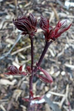 Black Lace Japanese Maple - 6 Gallon Pot 17 Black Lace Japanese Maple - 6 Gallon Pot -Green Haven Sales acer palmatum black lace japanese maple 8