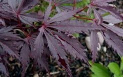 Black Lace Japanese Maple - 6 Gallon Pot 16 Black Lace Japanese Maple - 6 Gallon Pot -Green Haven Sales acer palmatum black lace japanese maple 9