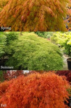 Otto's Dissectum Japanese Maple (Acer Palmatum) - 5 Gallon Pot 10 Otto's Dissectum Japanese Maple (Acer Palmatum) - 5 Gallon Pot -Green Haven Sales acer palmatum dissectum ottos japanese maple 2