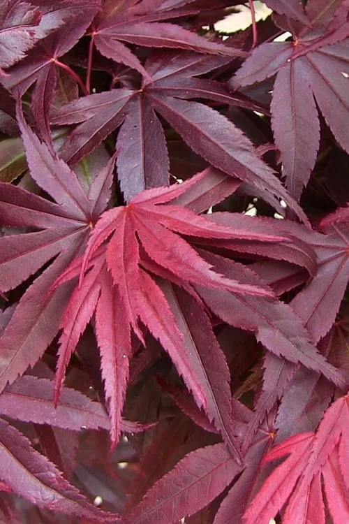 Emperor 1 Japanese Maple - 2 Gallon Pot 6 Emperor 1 Japanese Maple - 2 Gallon Pot - Image 6